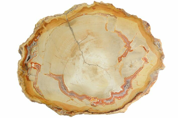 Petrified Wood (Araucaria) Round - Madagascar #182961